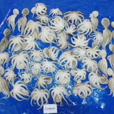 Cephalopods