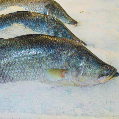 Fin Fishes