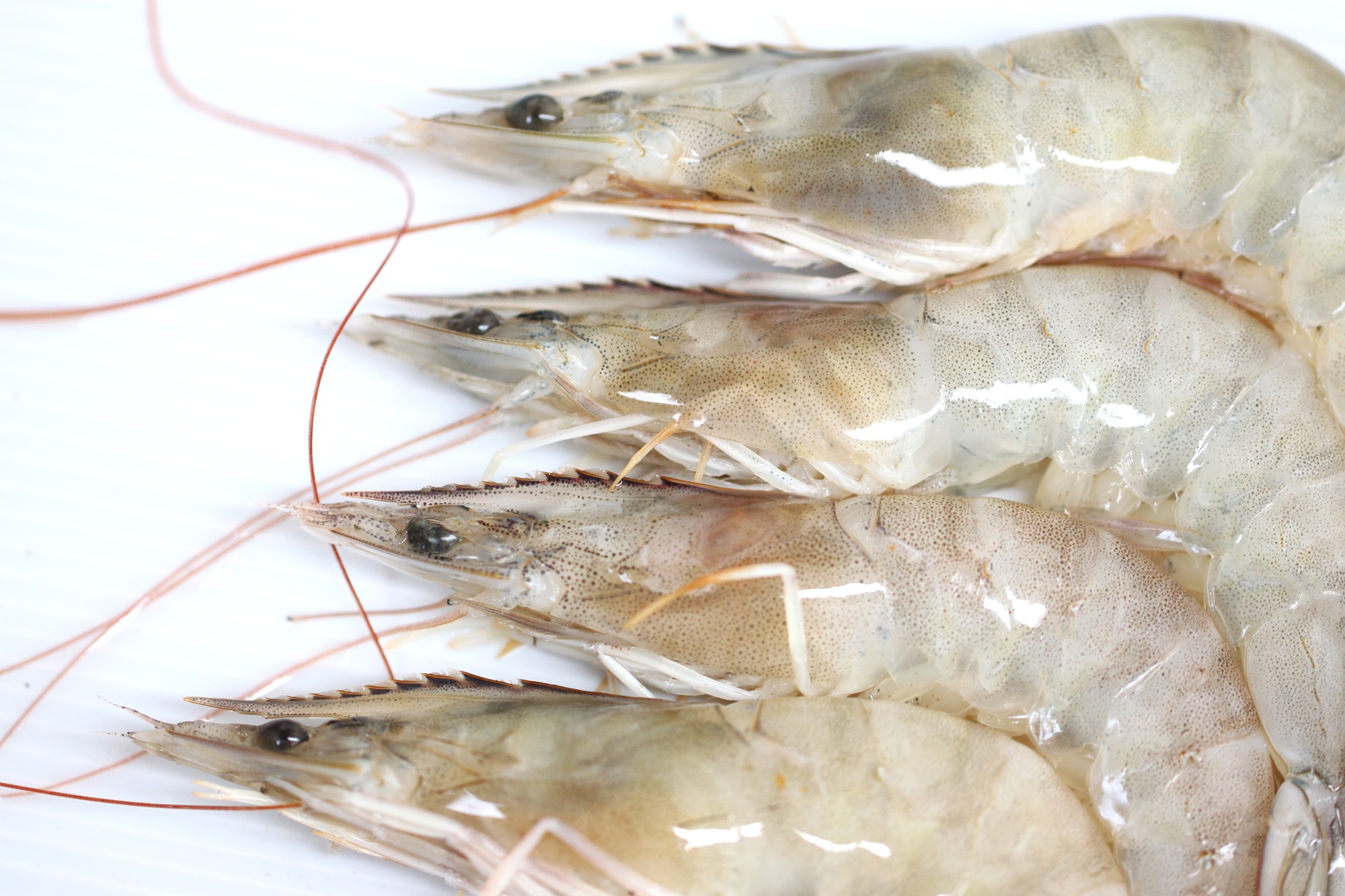 Shrimp